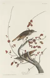 Robert Havell after John James Audubon, Hermit Thrush, 1829
