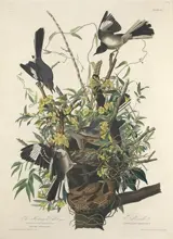 Robert Havell after John James Audubon, The Mocking Bird, plate 21 of The Birds of America, 1827