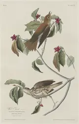 Robert Havell after John James Audubon, Wood Thrush, plate 73 of The Birds of America, 1829